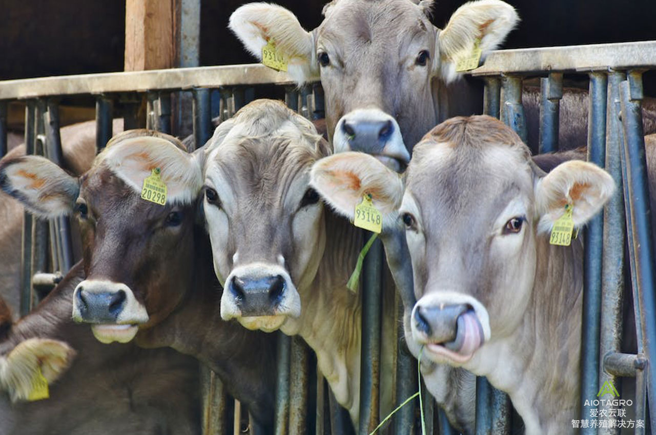 牛群数据分析与预测：牛耳标与牛项圈技术引领智慧养殖新风向