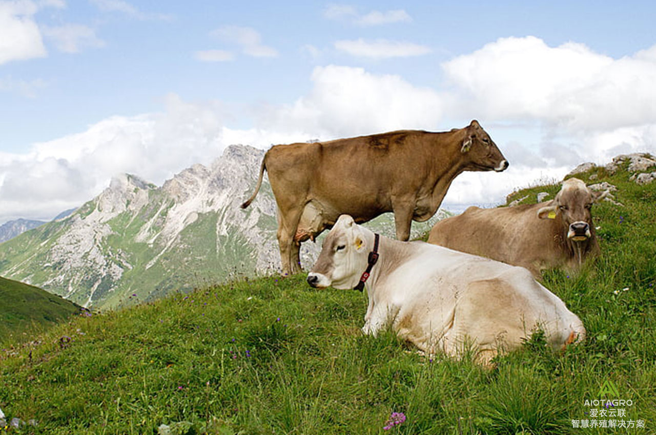 牛项圈驱动的牛群行为分析：智慧养殖的新纪元已经来临