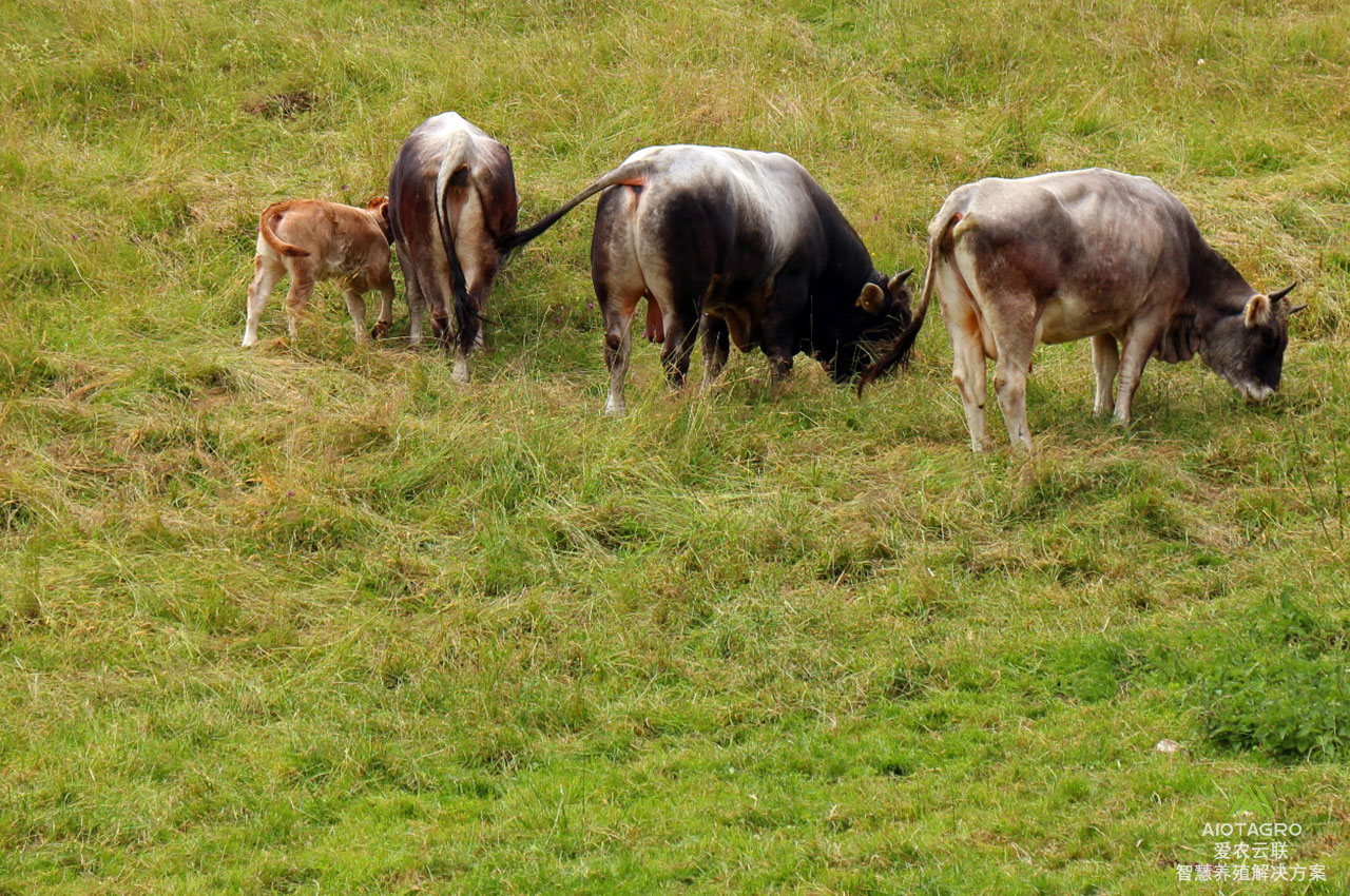 智能化养殖技术：提升畜牧效率和质量的关键