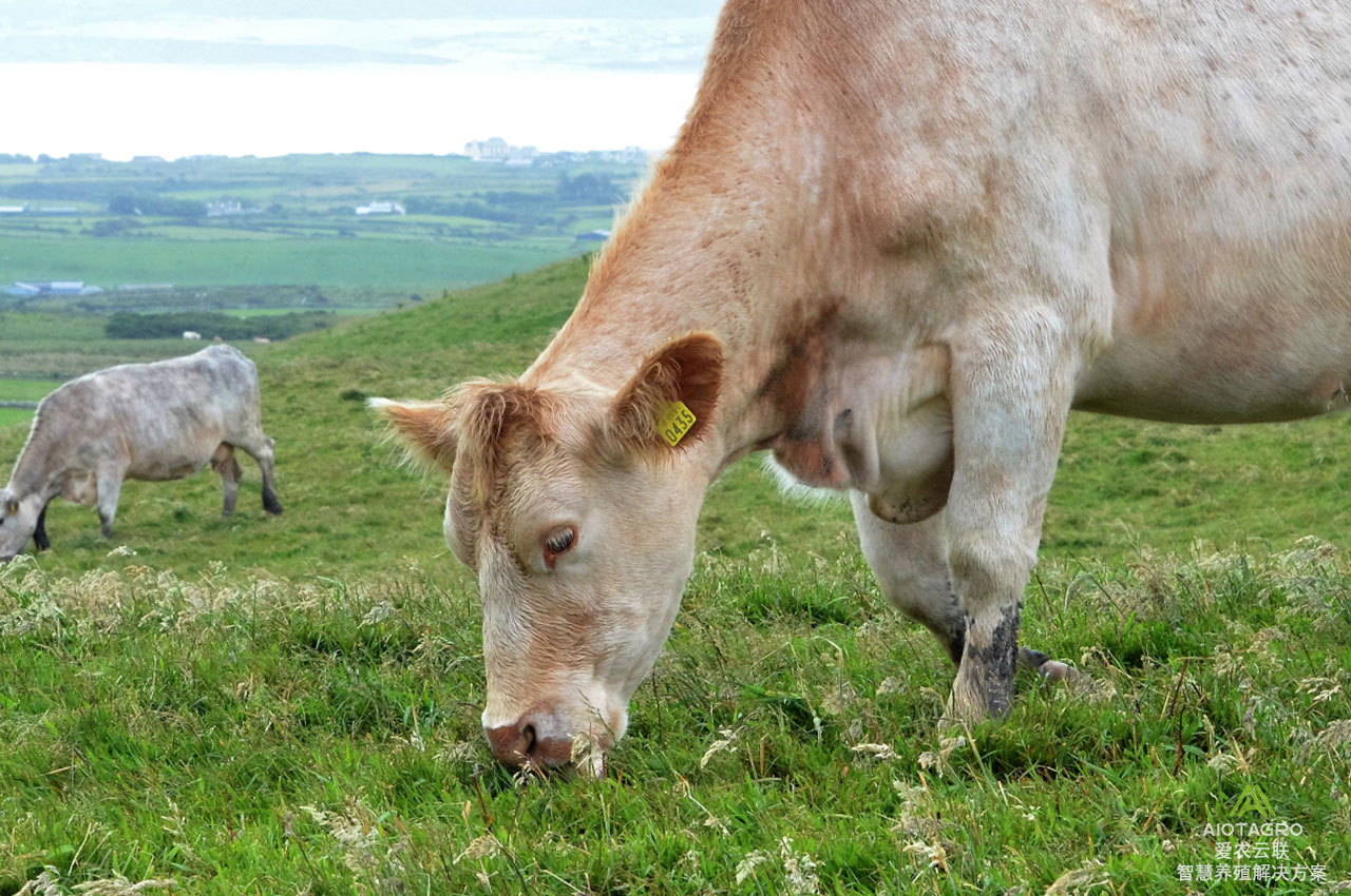 智能营养管理系统下的牲畜生产：牛耳标RFID科技改变畜牧业发展方向