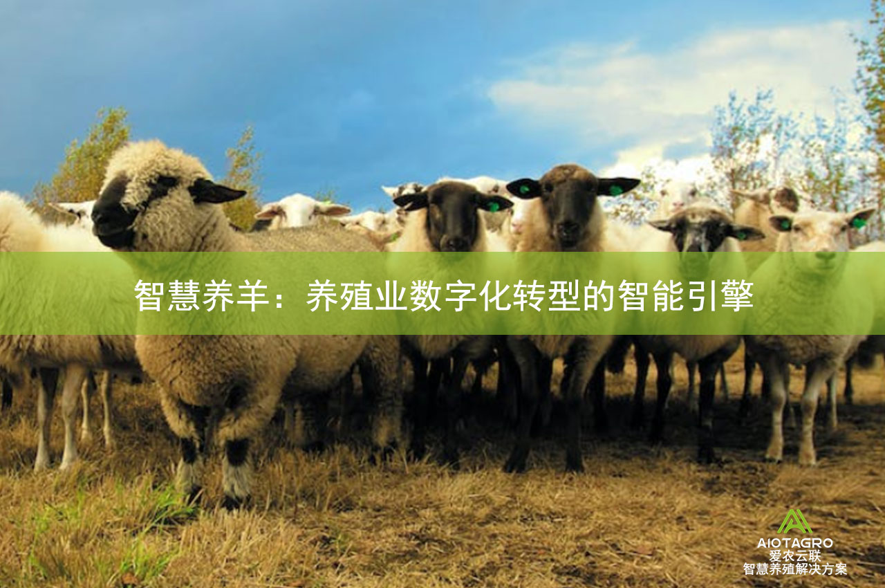 智慧养羊：养殖业数字化转型的智能引擎