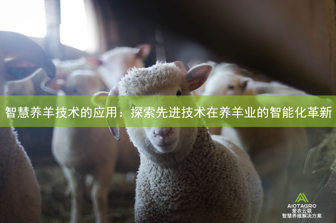 智慧养羊技术的应用：探索先进技术在养羊业的智能化革新
