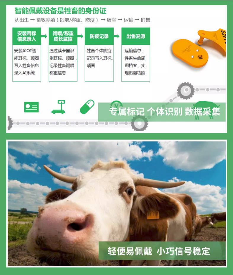 爱农云联-智慧农业-AIOT智能耳标，适用于牛，羊，猪等养殖动物的智慧管理