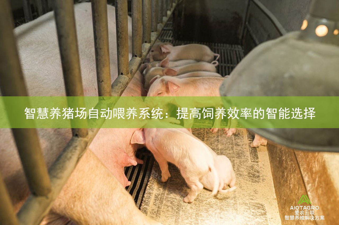 智慧养猪场自动喂养系统：提高饲养效率的智能选择