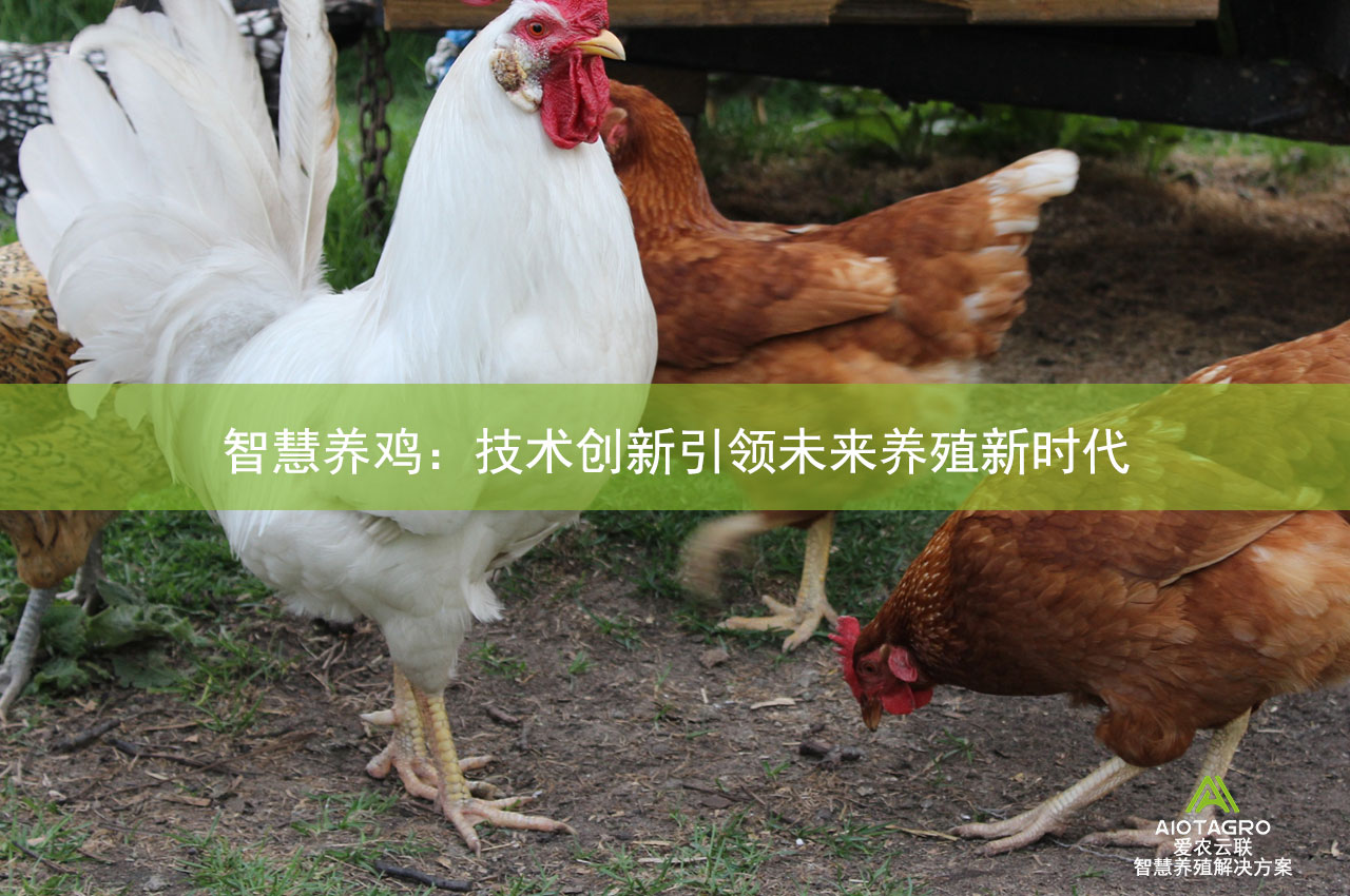 智慧养鸡：技术创新引领未来养殖新时代