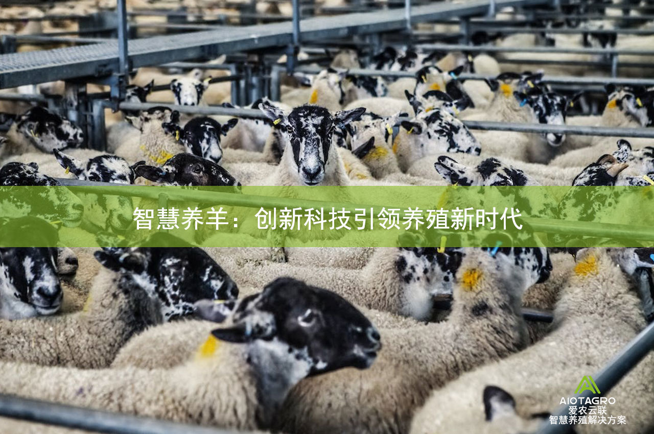 智慧养羊：创新科技引领养殖新时代