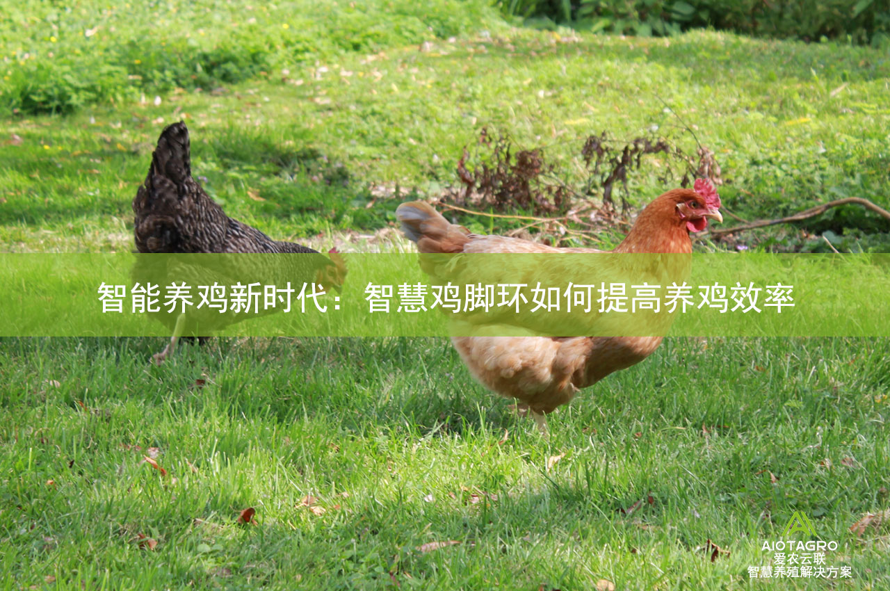 智能养鸡新时代：智慧鸡脚环如何提高养鸡效率