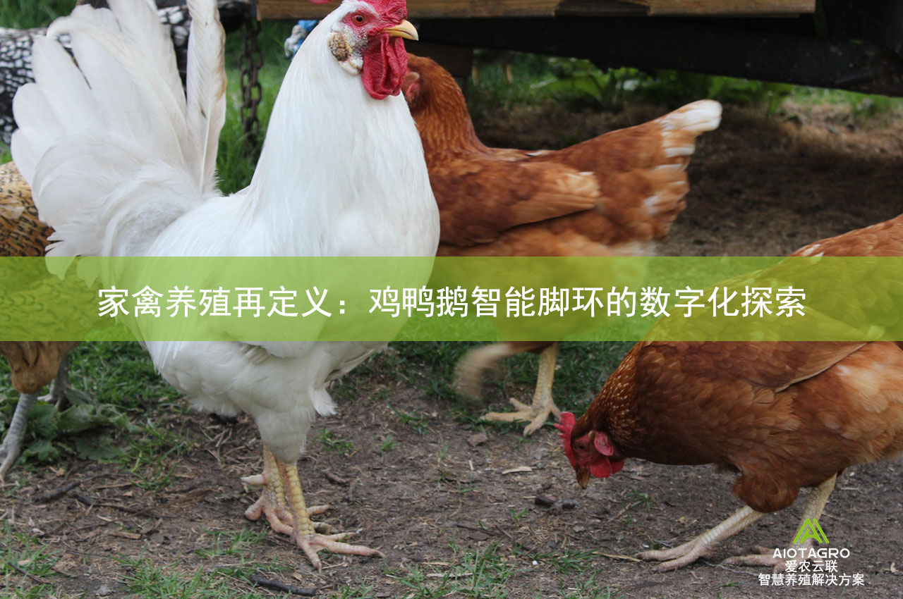 家禽养殖再定义：鸡鸭鹅智能脚环的数字化探索