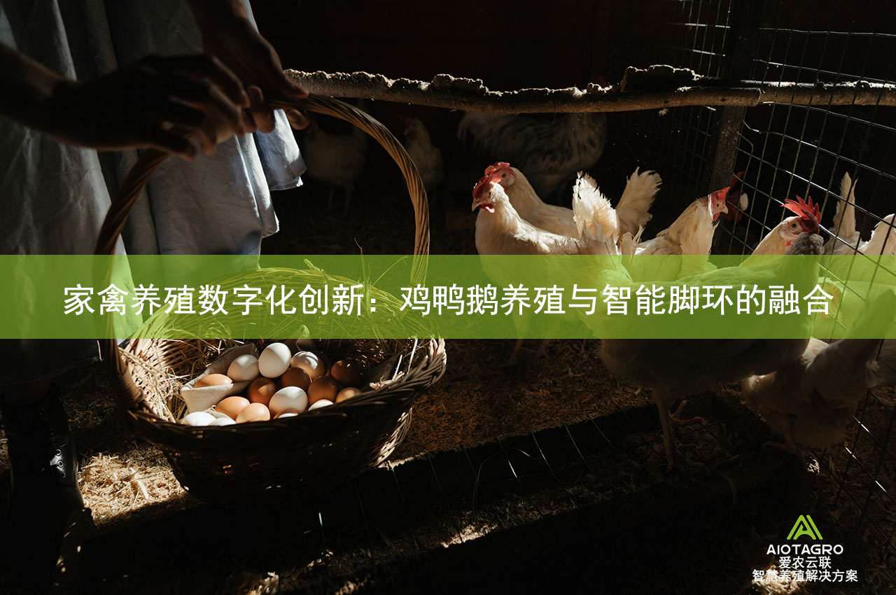 家禽养殖数字化创新：鸡鸭鹅养殖与智能脚环的融合