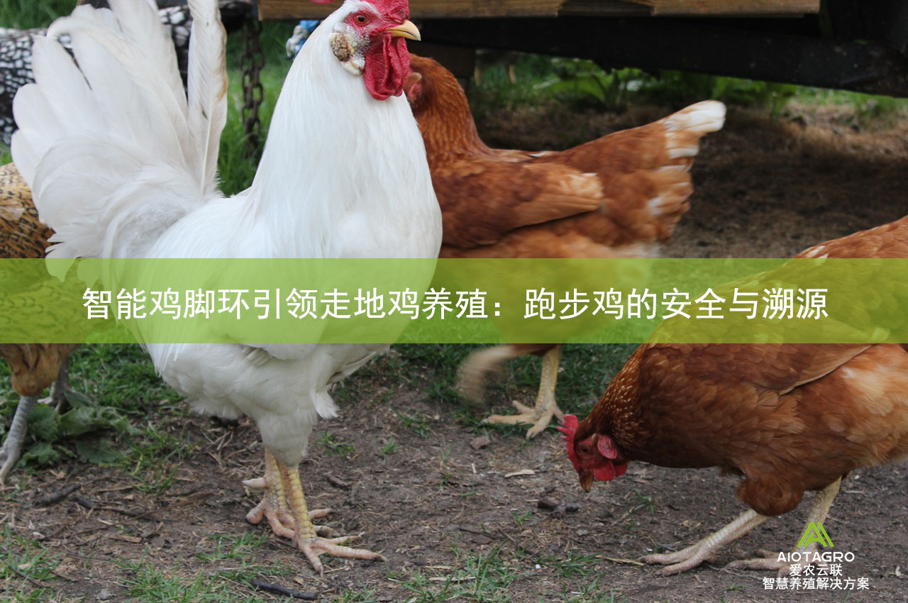 智能鸡脚环引领走地鸡养殖：跑步鸡的安全与溯源