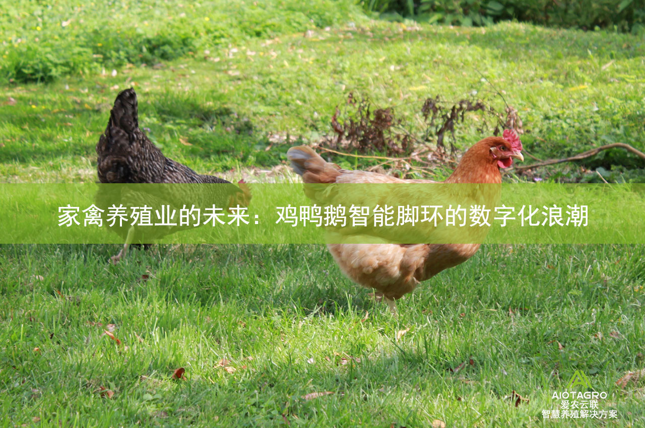 家禽养殖业的未来：鸡鸭鹅智能脚环的数字化浪潮