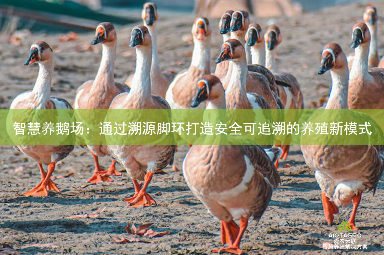 智慧养鹅场：通过溯源脚环打造安全可追溯的养殖新模式