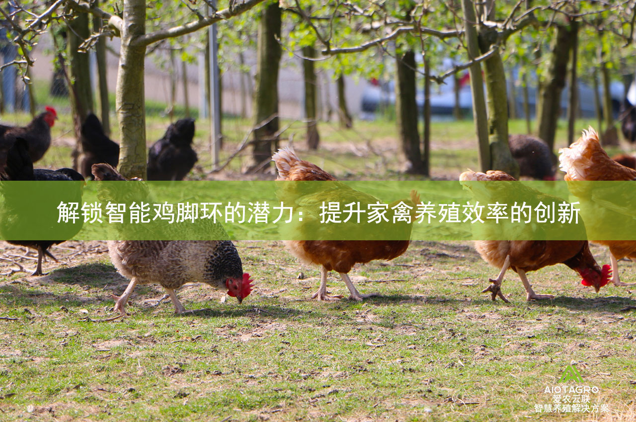 解锁智能鸡脚环的潜力：提升家禽养殖效率的创新