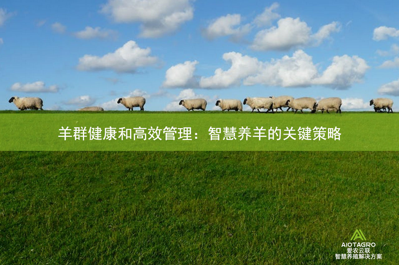 羊群健康和高效管理：智慧养羊的关键策略