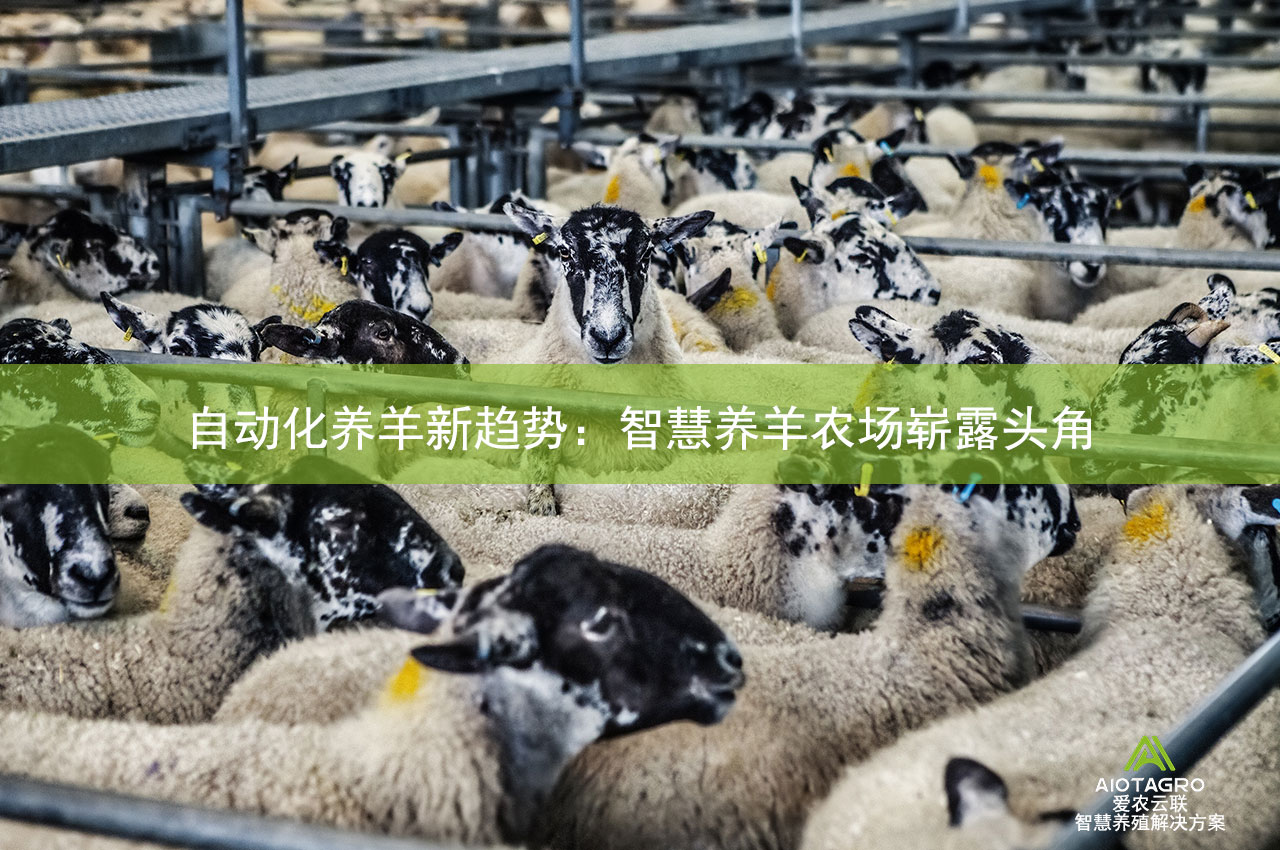 自动化养羊新趋势：智慧养羊农场崭露头角