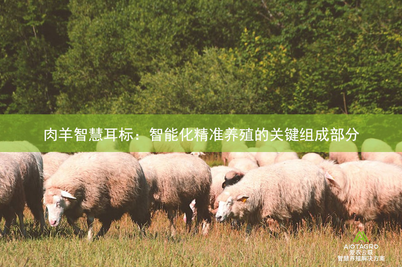 肉羊智慧耳标：智能化精准养殖的关键组成部分