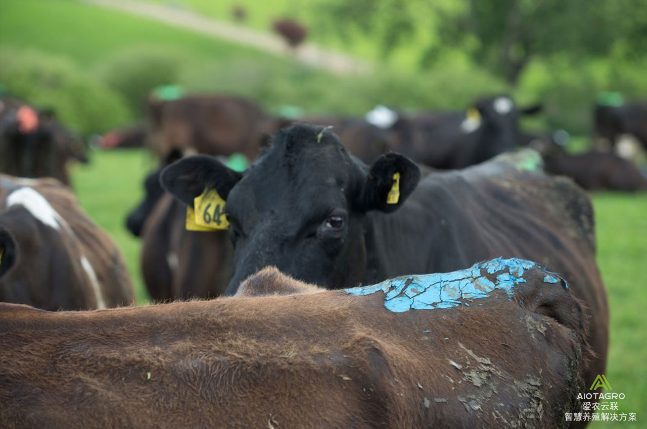 牛只发情监测智慧项圈：肉牛奶牛发情监测的智能化工具
