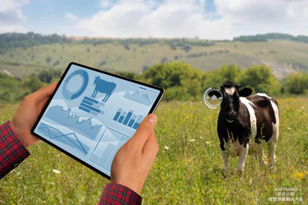 智慧养殖新潮流：揭秘奶牛项圈的未来趋势
