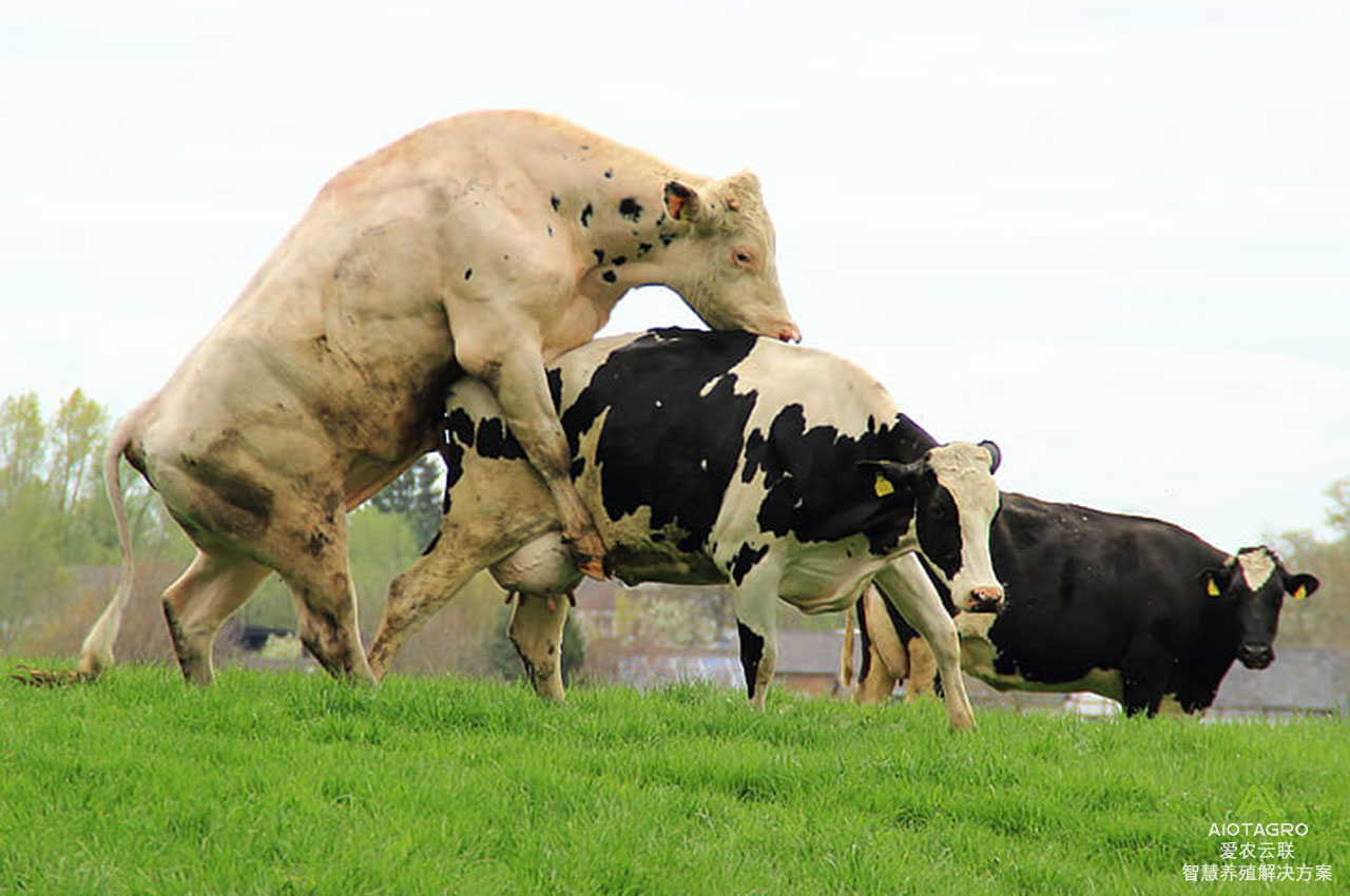 提高繁殖成功率的秘诀：智能发情监测项圈助力牛只繁育