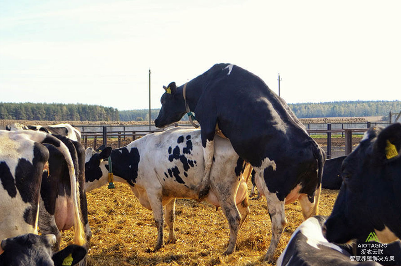 肉牛奶牛养殖新趋势：智能发情监测牛项圈的应用