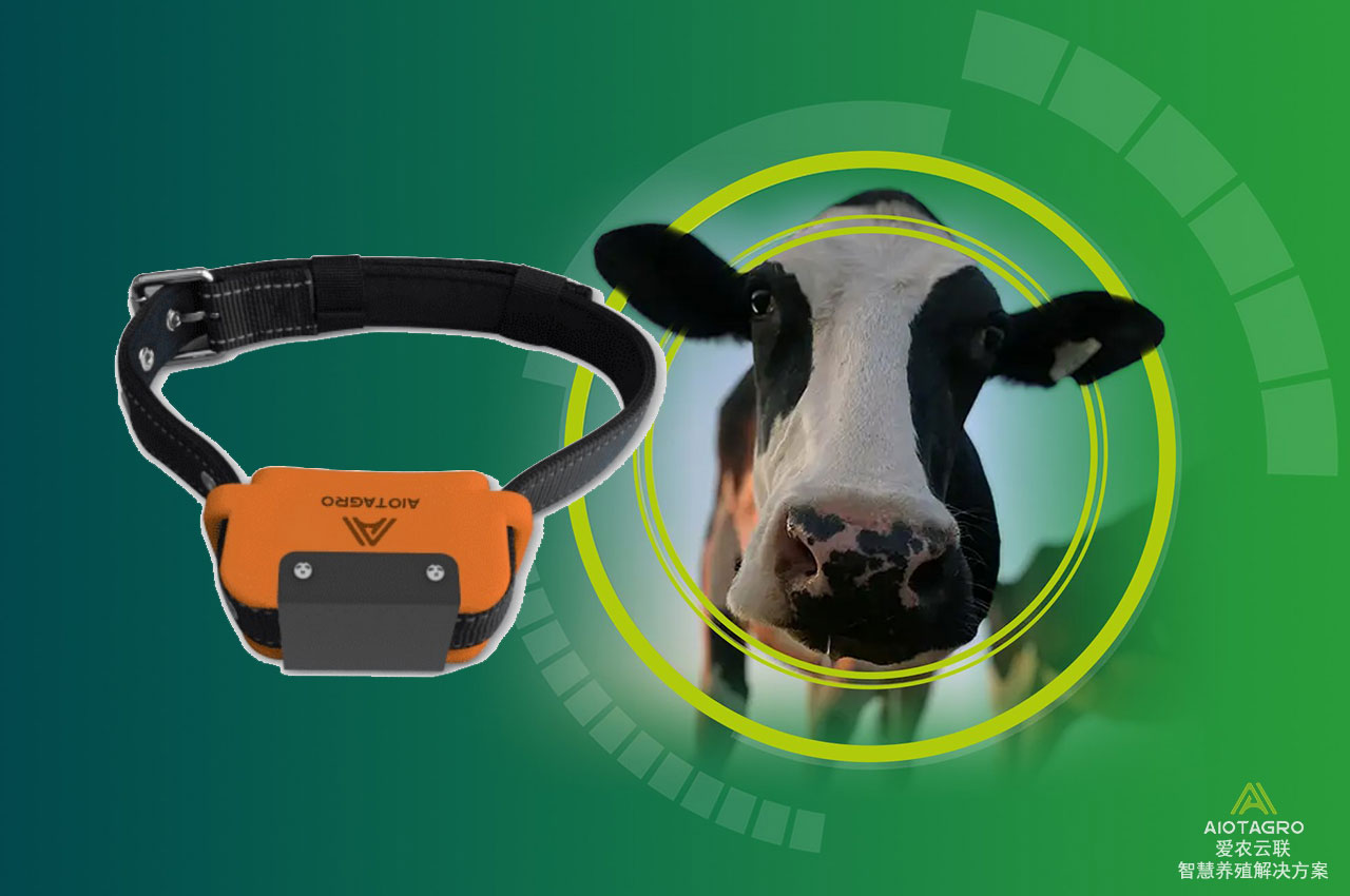 牛只发情监测智慧项圈：肉牛奶牛发情监测的智能化工具