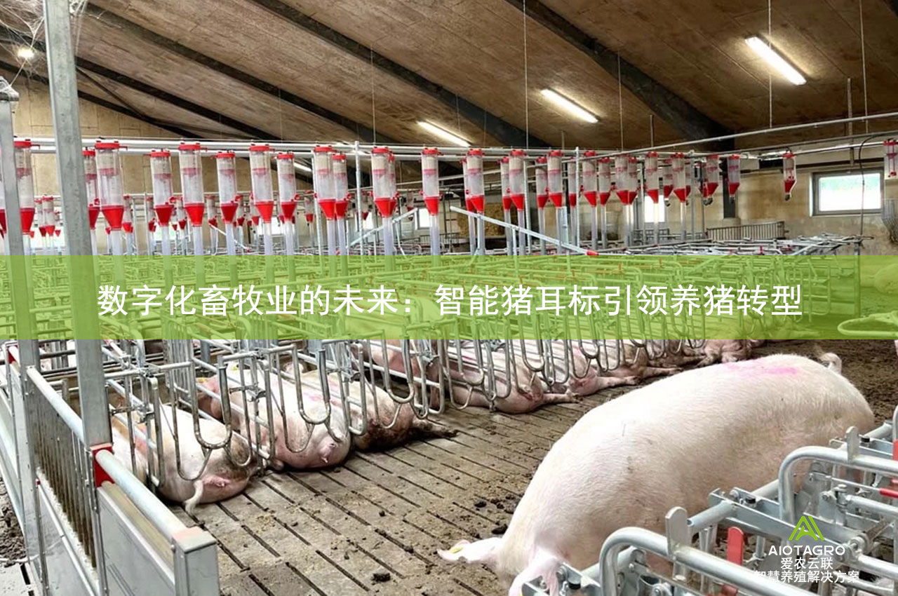 数字化畜牧业的未来：智能猪耳标引领养猪转型