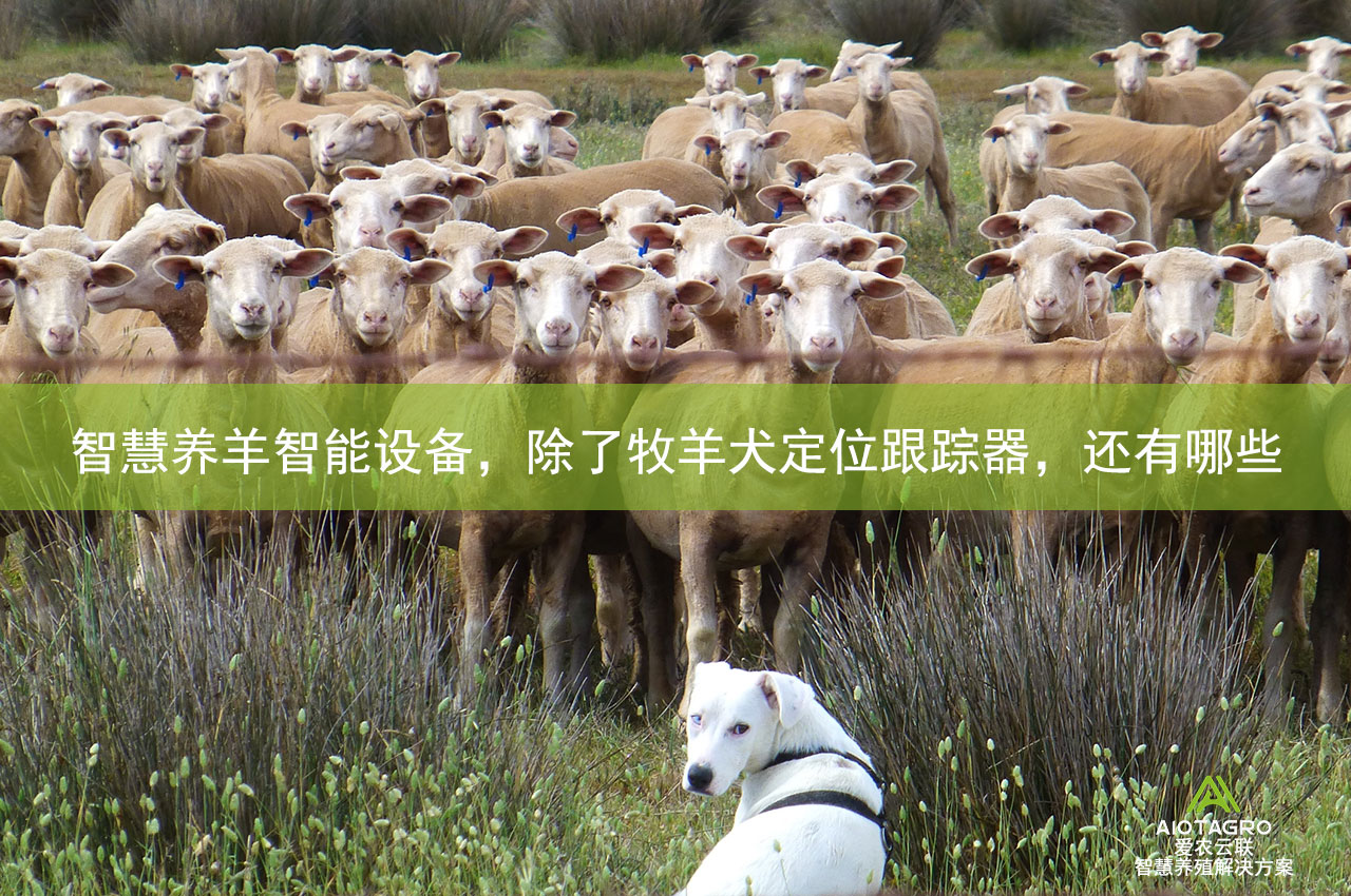 智慧养羊智能设备，除了牧羊犬定位跟踪器，还有哪些