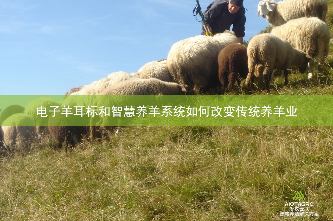 电子羊耳标和智慧养羊系统如何改变传统养羊业