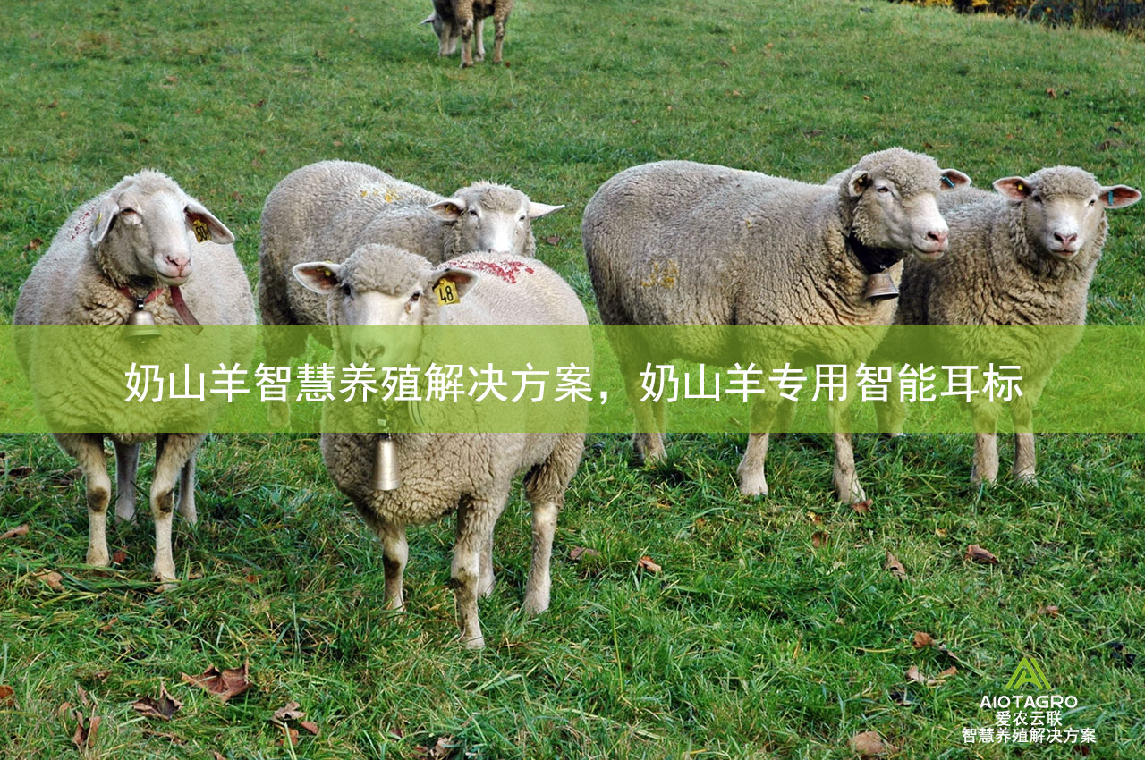 奶山羊智慧养殖解决方案，奶山羊专用智能耳标
