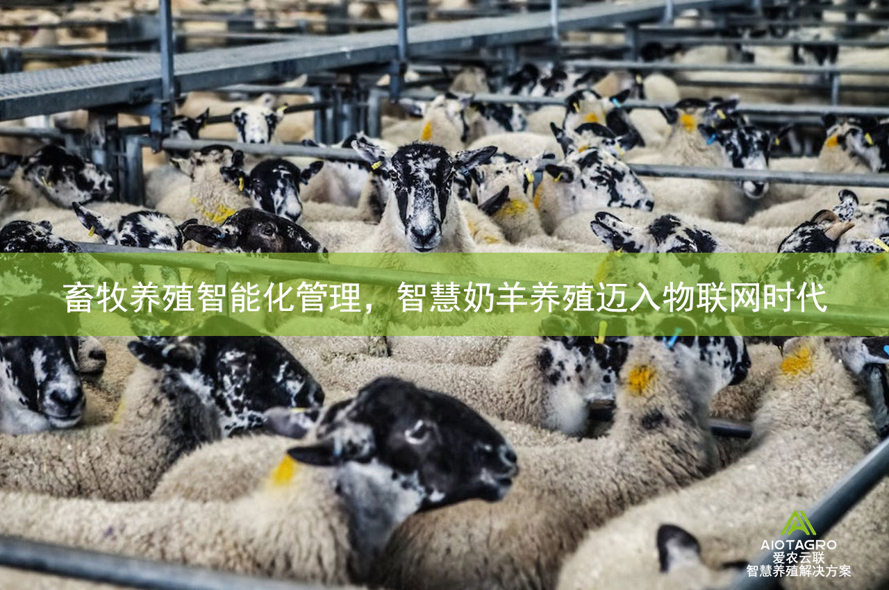 畜牧养殖智能化管理，智慧奶羊养殖迈入物联网时代
