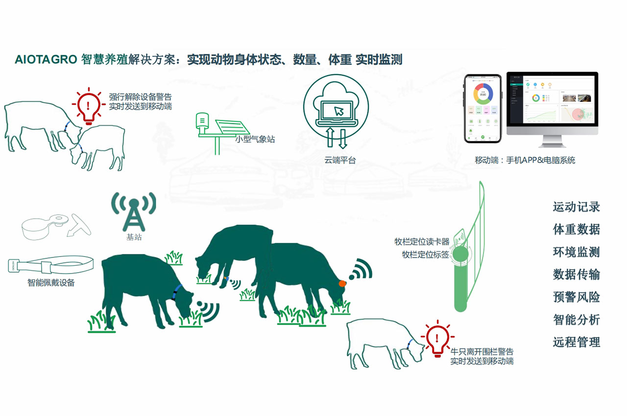 畜牧业数字化管理的前沿探索：猪牛羊耳标的最新应用