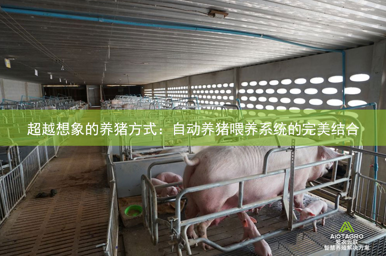 超越想象的养猪方式：自动养猪喂养系统的完美结合