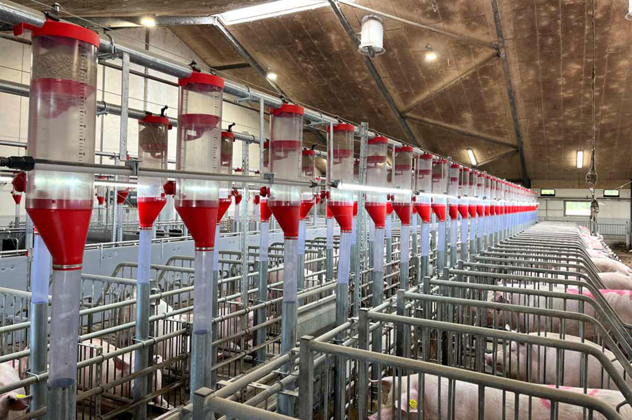 安徽智能养猪场建设提速：提升智慧养猪效益的创新之道