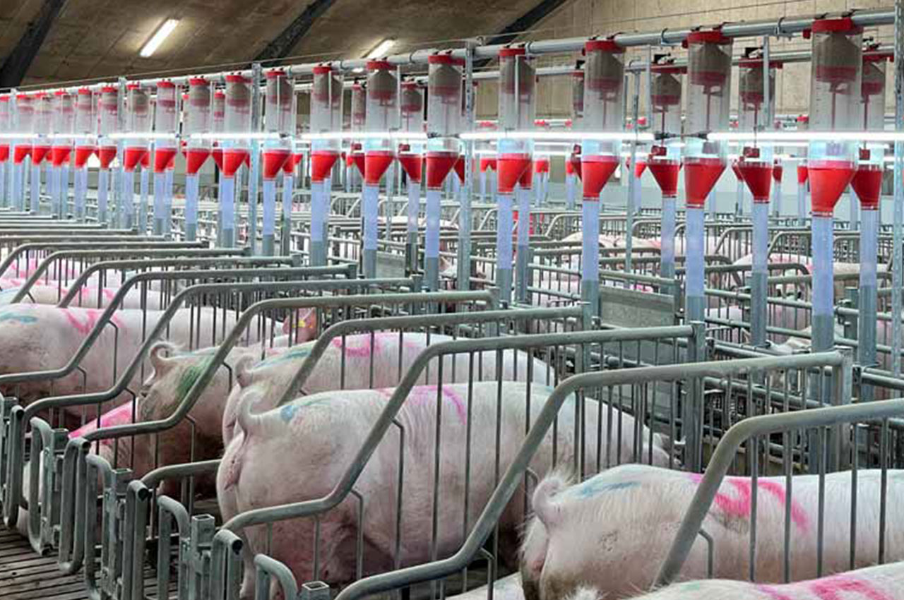 智慧猪场解决方案，智能化养猪场的生产效率优化策略