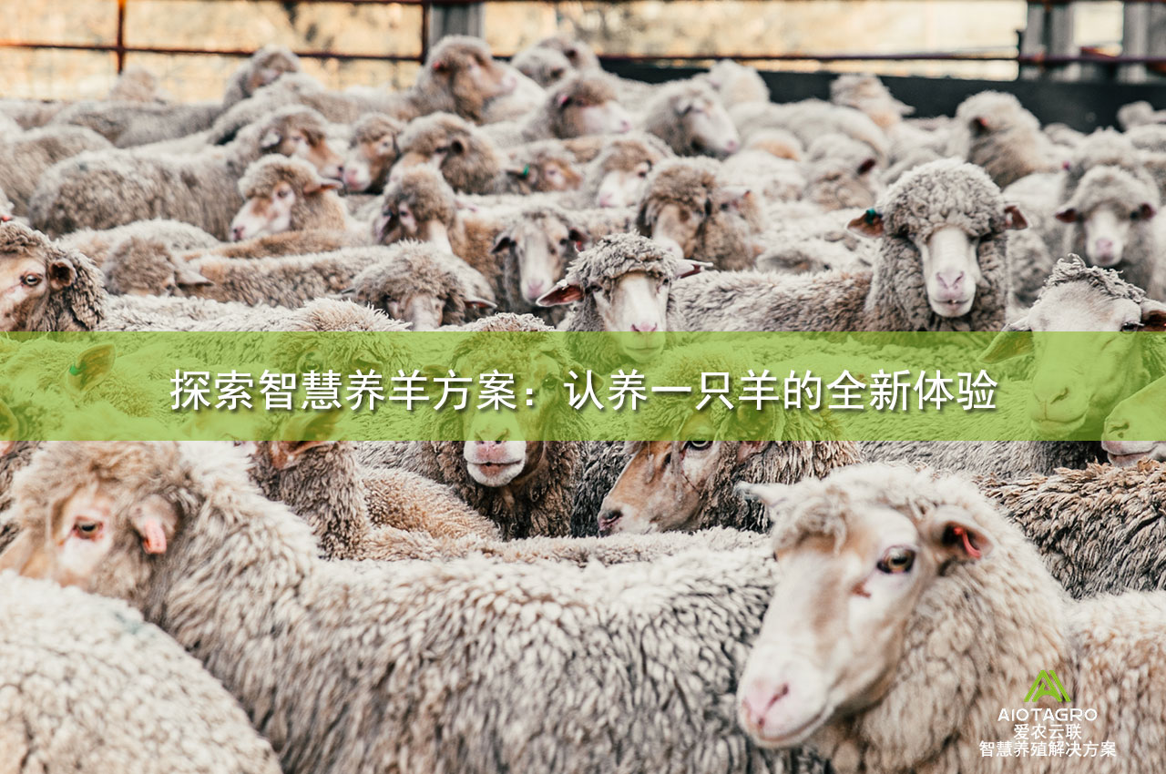 探索智慧养羊方案：认养一只羊的全新体验