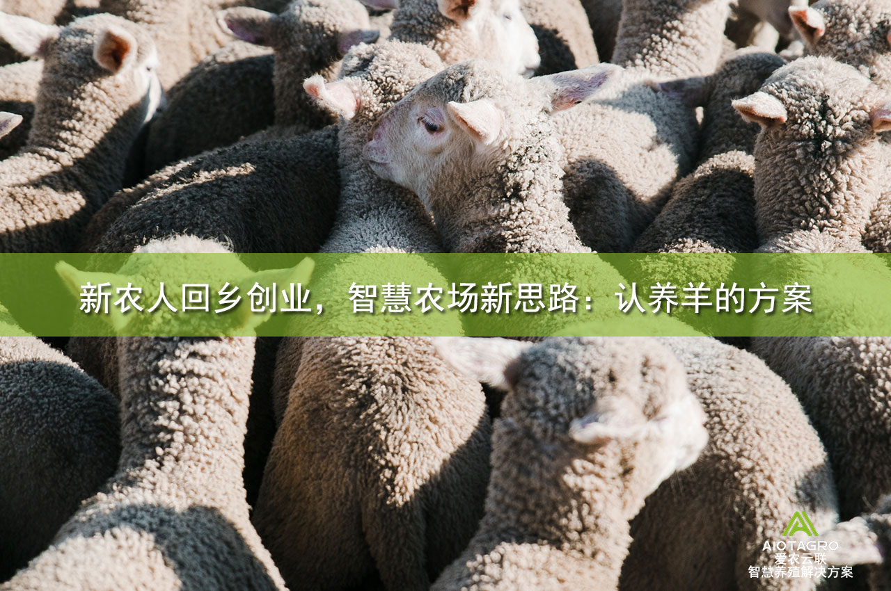 新农人回乡创业，智慧农场新思路：认养羊的方案