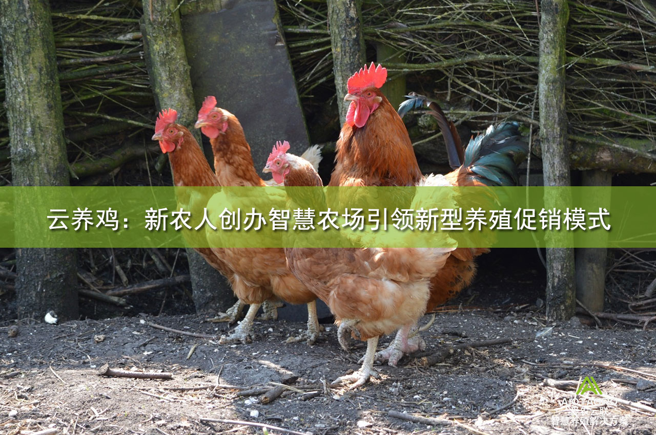 云养鸡：新农人创办智慧农场引领新型养殖促销模式
