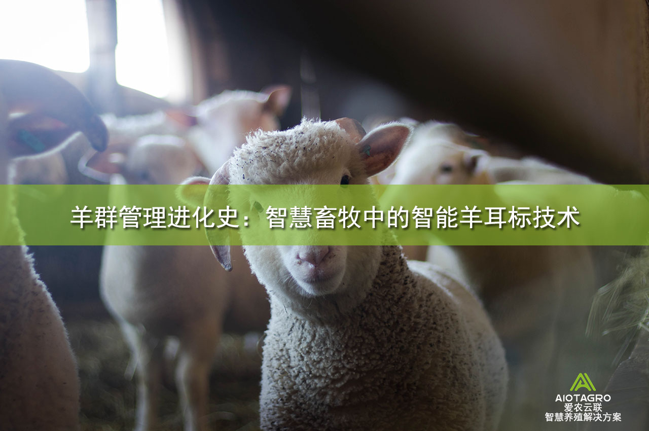 羊群管理进化史：智慧畜牧中的智能羊耳标技术