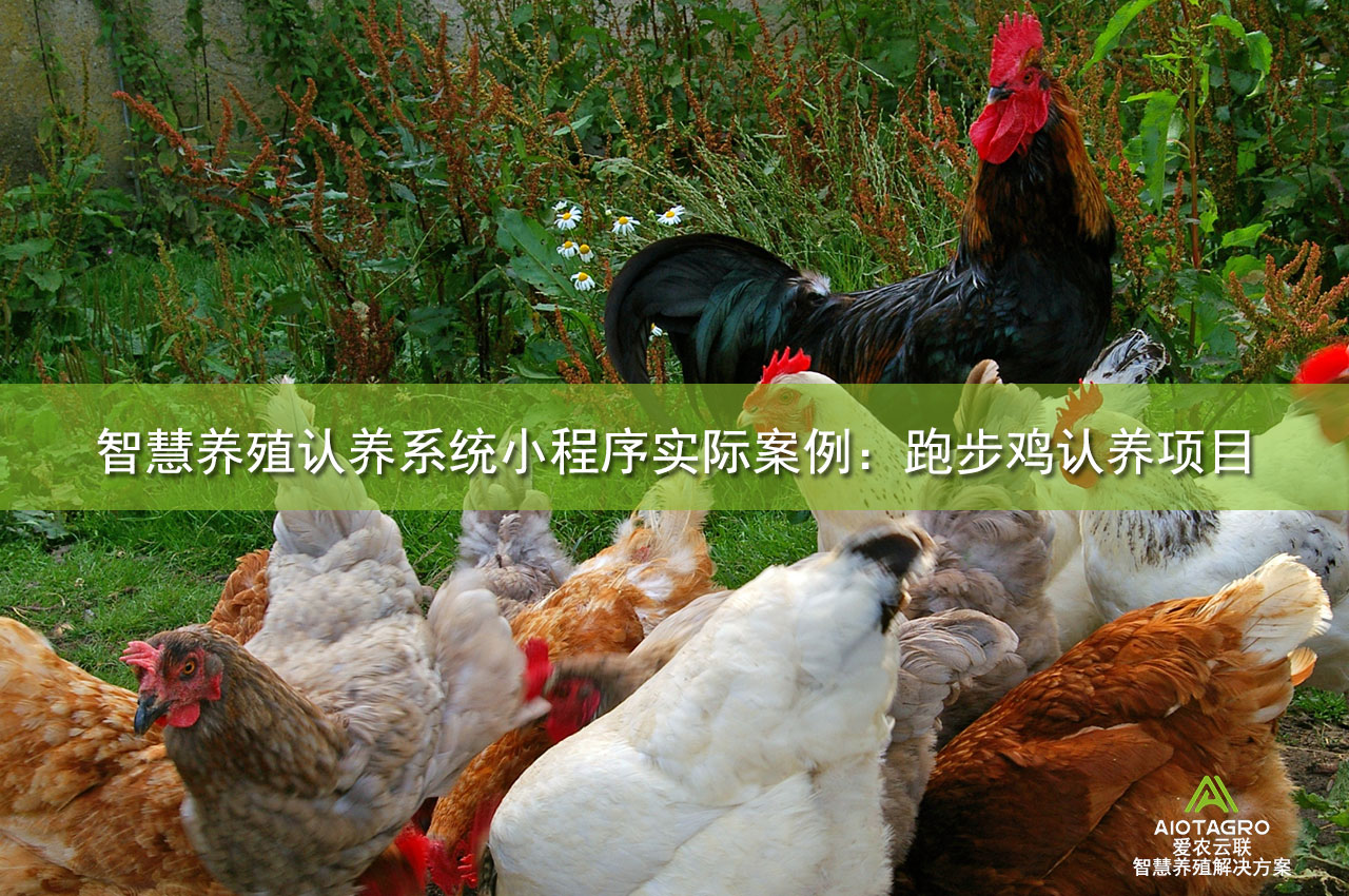智慧养殖认养系统小程序实际案例：跑步鸡认养项目