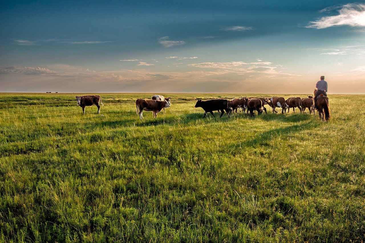 数字农业新纪元：智能养殖设备全面升级智慧牧场管理