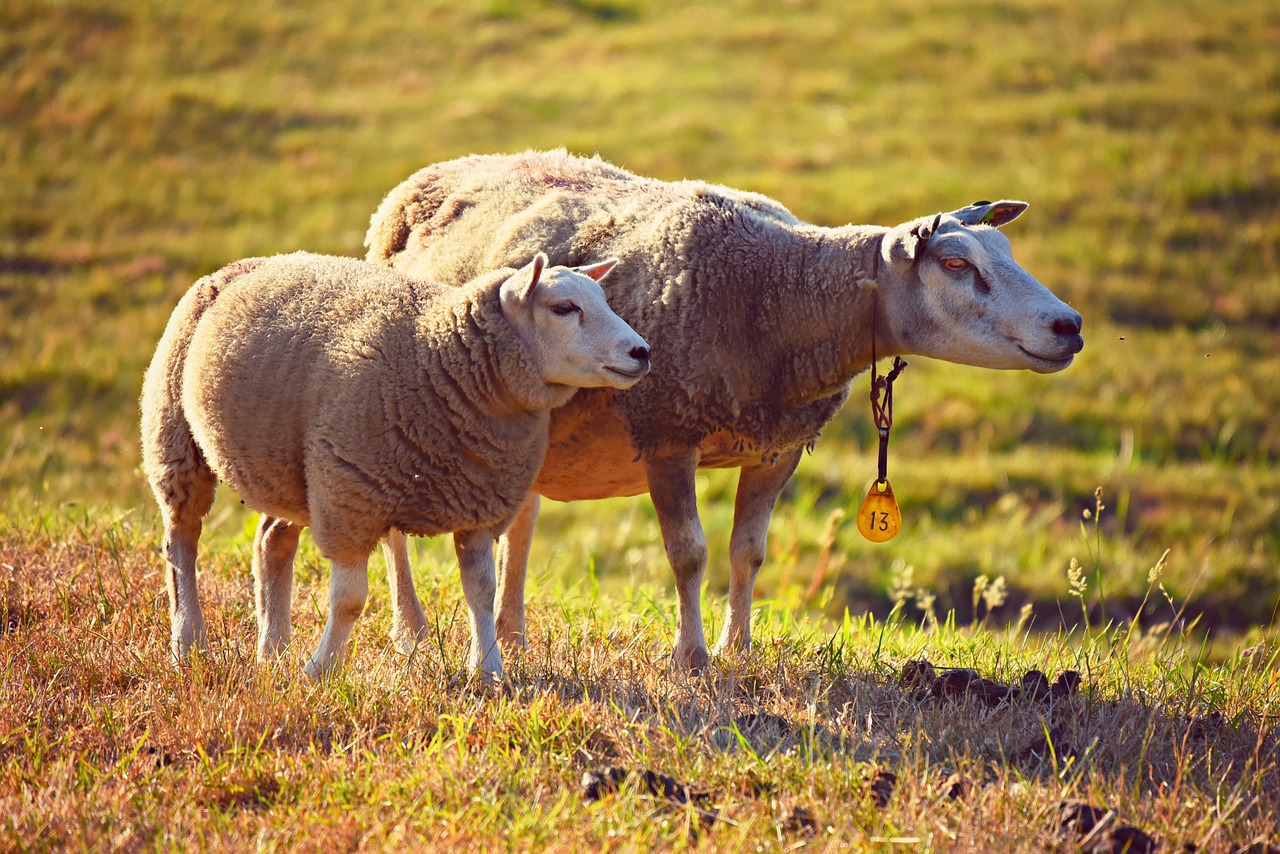 探寻高原奥秘：数字畜牧技术引领牦牛藏羊产业新风向