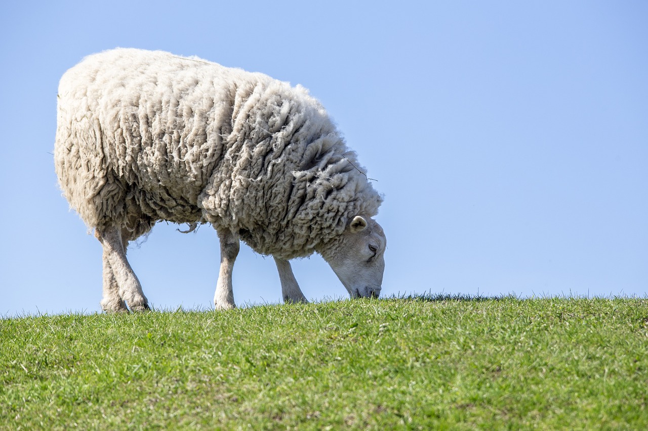 智能羊耳标引领未来畜牧业：数字化养羊管理新风潮