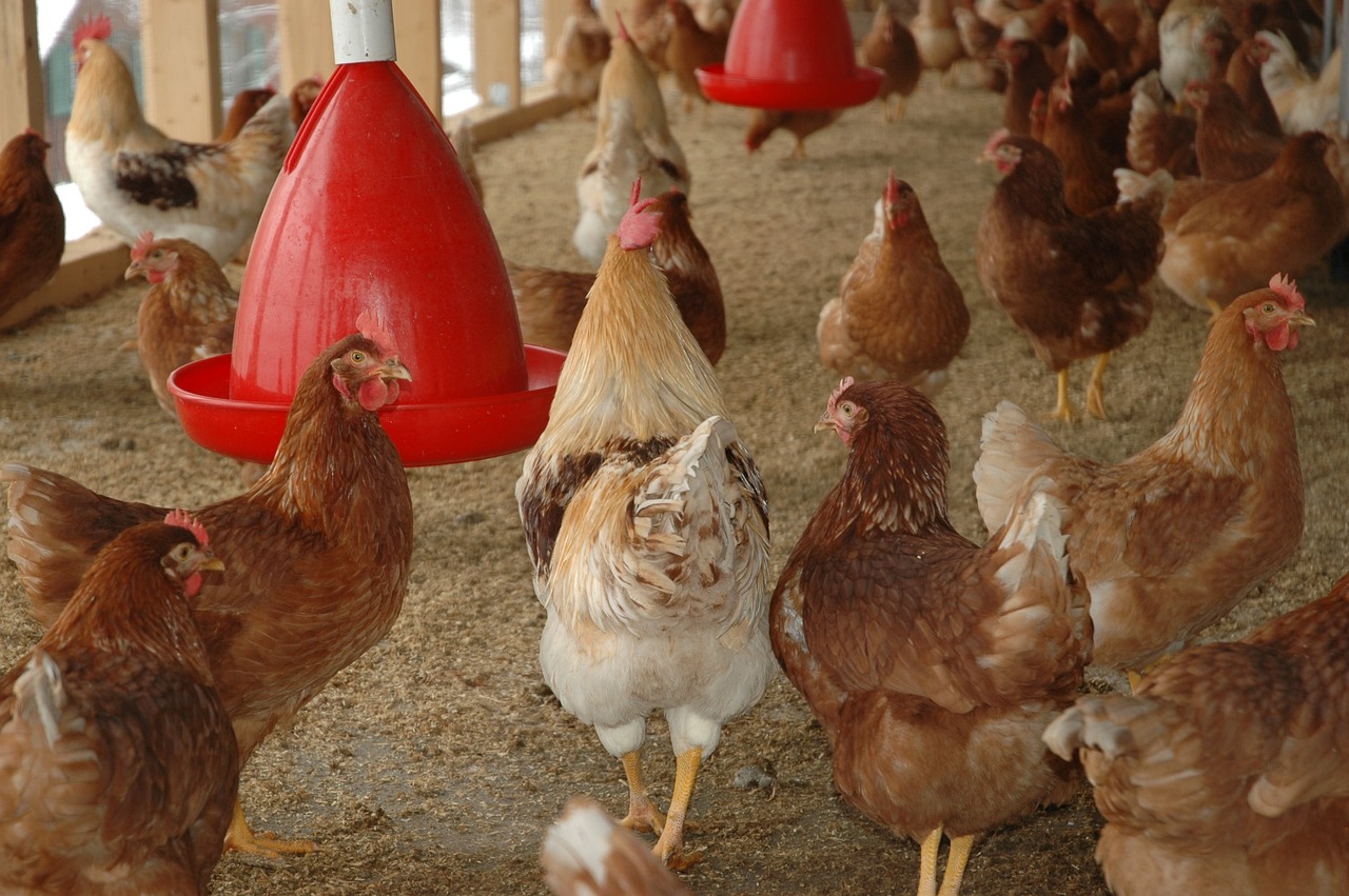 智能化家禽养殖：探索智能鸡脚环带来的全新可能性
