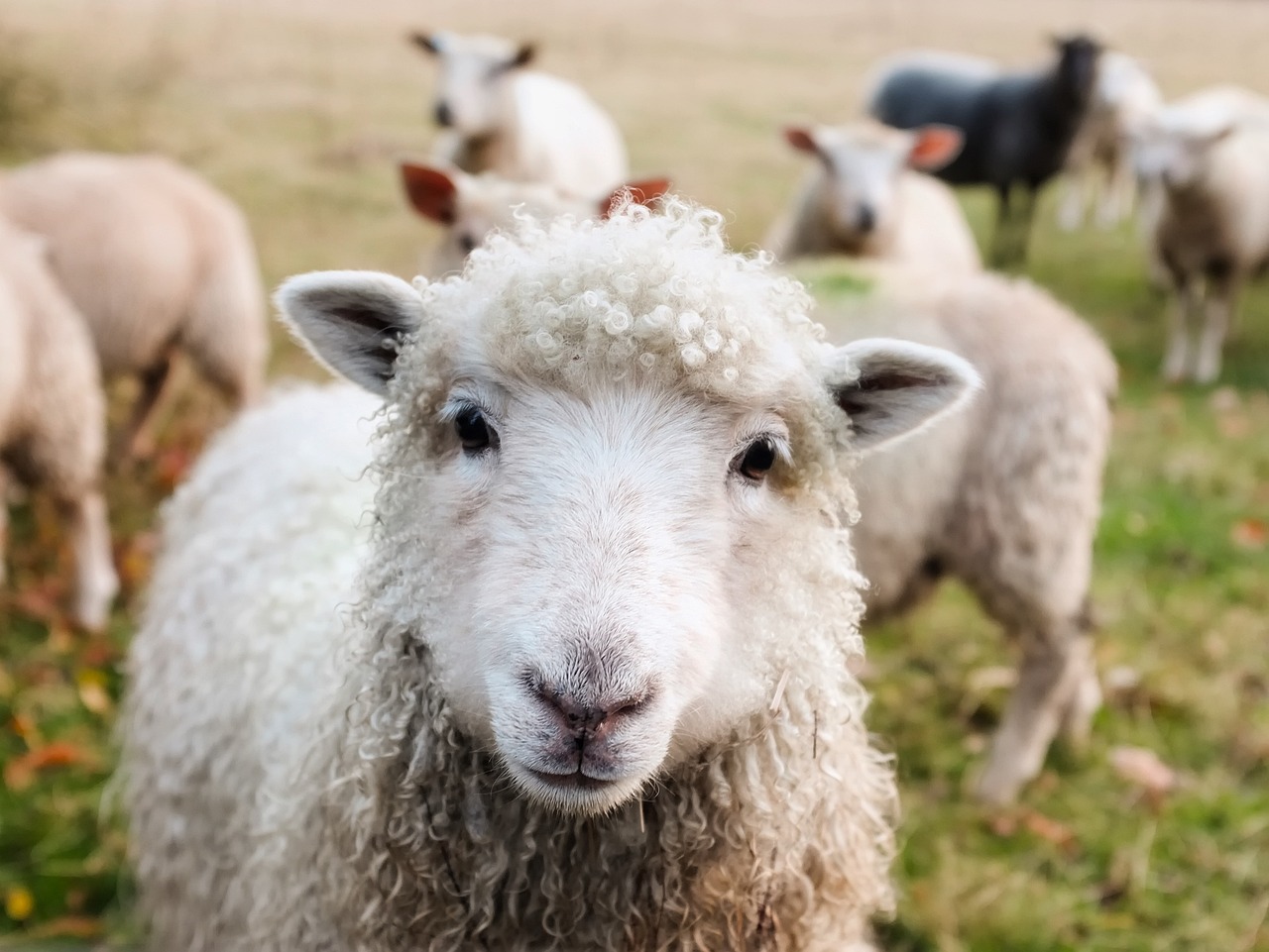 羊群健康监测先锋：打造高端智能化养羊场的健康管理