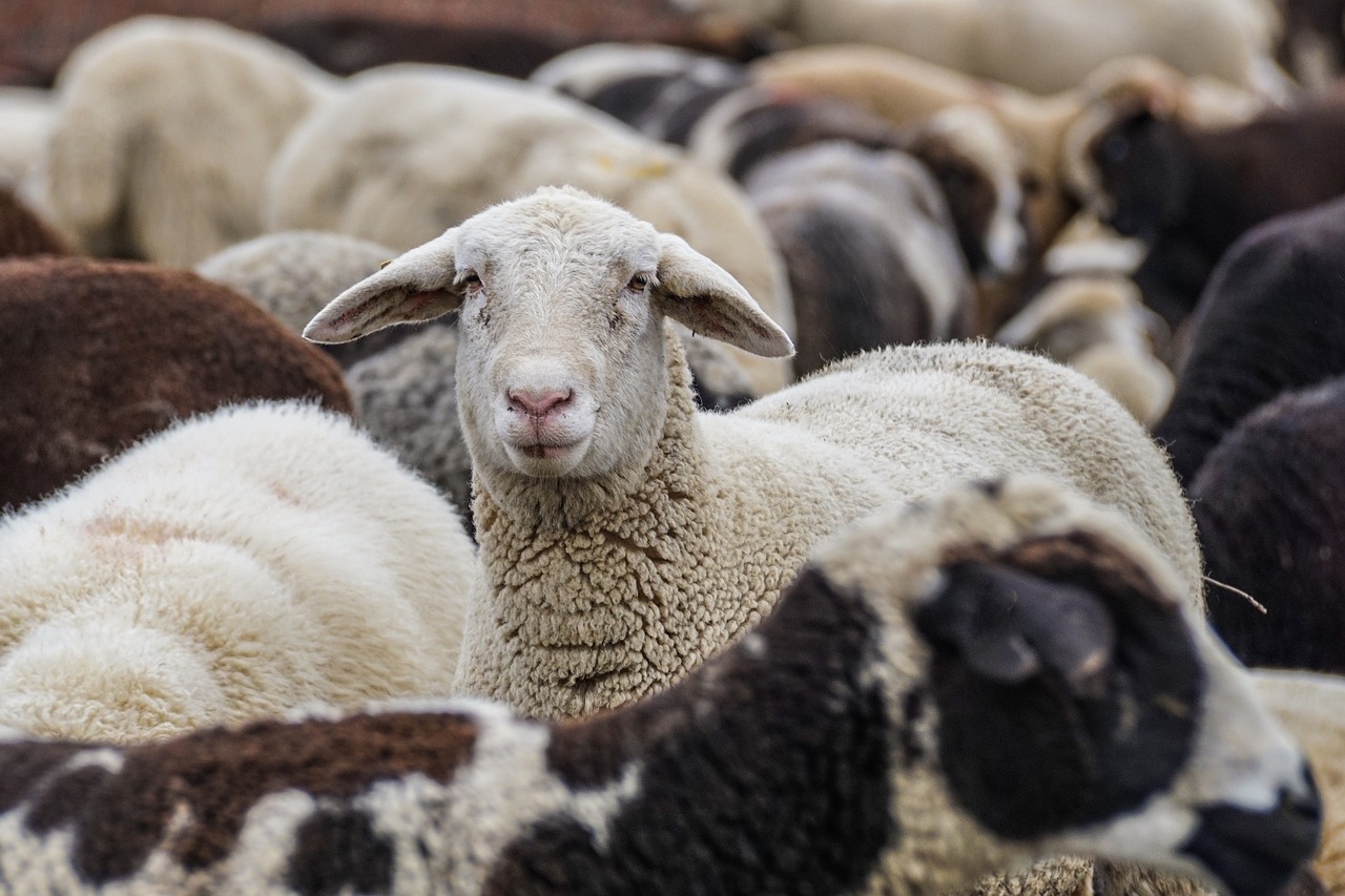 羊群健康有保障：打造高端智能化养羊场的最佳实践