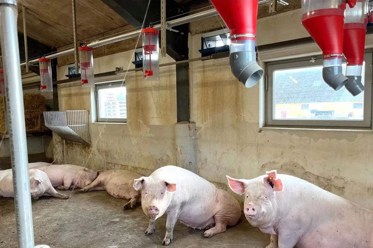 智慧养猪新潮流：高端智能化养猪场的生产技术突破