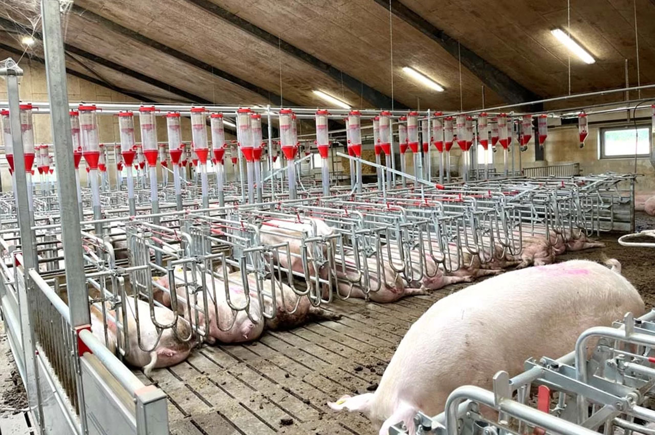 猪耳标的智能化应用：猪产业全产业链溯源，养猪全生命周期溯源