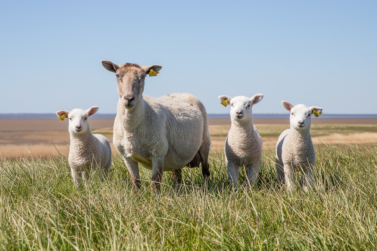 羊群养护新标准：打造高端智能化养羊场的关键技术