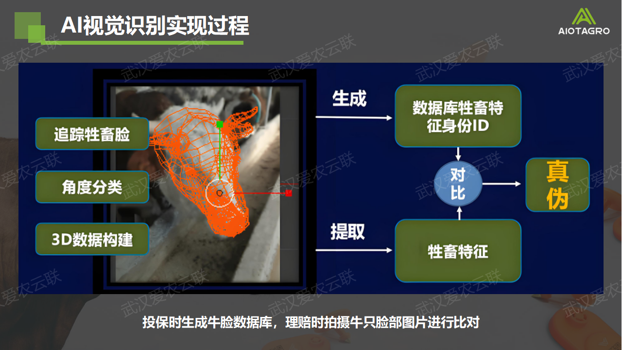 牛只AI视觉个体识别系统：赋能畜牧业保险与智能监管的科技创新