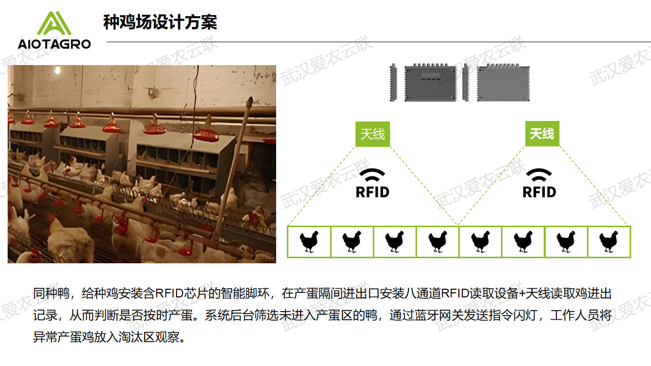 智慧蛋鸡养殖：智能化监测产蛋率提升养殖效益